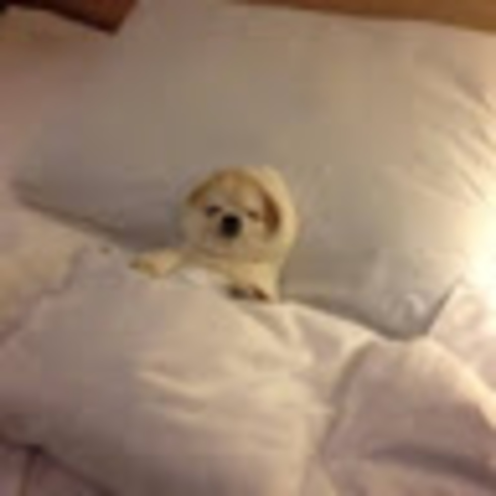 Meet your Posher, Scarlett